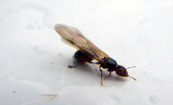 Fourmi volante traitement